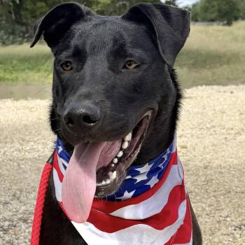 Niko -  Labrador Retriever and Border Collie Dog for Adoption in Boerne, Texas - Niko | PetCurious