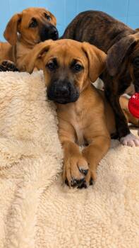 Millie -  Boxer and Pit Bull Terrier Dog for Adoption in Kemp, Texas - Millie | PetCurious