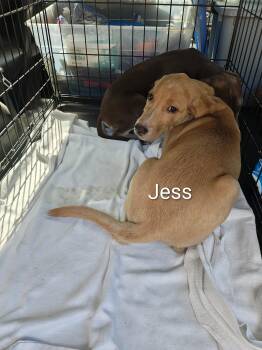 Jess -  Hound Dog for Adoption in Wilmington, North Carolina - Jess | PetCurious