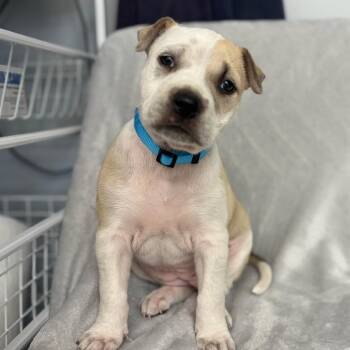 Pit Bull Terrier and Mixed Breed Dogs Available for Adoption in St. Peters, Missouri - Almond Joy | PetCurious