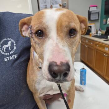 Labrador Retriever Dogs Available for Adoption in Starkville, Mississippi - Bre | PetCurious