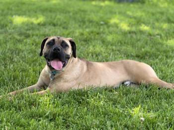 Sultan -  Bullmastiff Dog for Adoption - Sultan | PetCurious