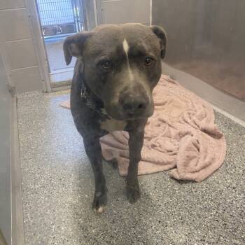 Rescue Pit Bull Terrier and Mixed Breed Dogs for Adoption in Charlottesville, Virginia - Little Foot Fka Diesel | PetCurious
