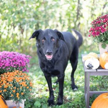 Rescue Labrador Retriever Dogs for Adoption in Brownsboro, Alabama - Conrad | PetCurious