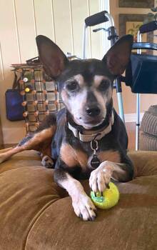 Rescue Miniature Pinscher Dogs for Adoption in Worcester, Massachusetts - Belle | PetCurious