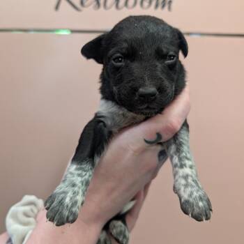 McDouble -  Mixed Breed Dog for Adoption in Huntsville, Arkansas - McDouble | PetCurious