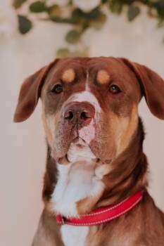 American Staffordshire Terrier Dogs Available for Adoption - Jeter | PetCurious