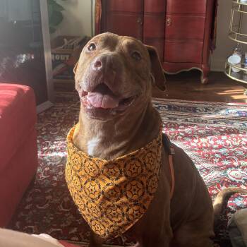 Theo -  Pit Bull Terrier Dog for Adoption in Columbia, South Carolina - Theo | PetCurious