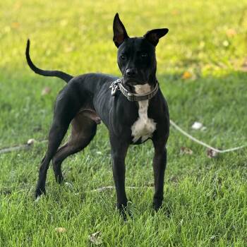 Rescue Labrador Retriever and Pit Bull Terrier Dogs for Adoption in Jasper, Indiana - Rookie | PetCurious