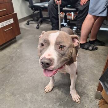 Rescue Pit Bull Terrier Dogs for Adoption in Gautier, Mississippi - Fendi | PetCurious