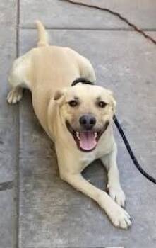 Rescue Labrador Retriever Dogs for Adoption in Chandler, Arizona - DUNE BUGGY | PetCurious