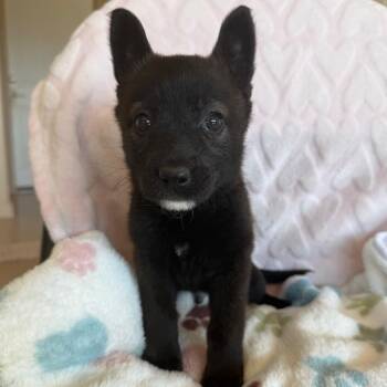 Labrador Retriever Dogs Available for Adoption in Murray, Utah - Turbo | PetCurious