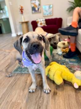 Liza Minnelli Star of the Show -  Black Mouth Cur and Pit Bull Terrier Dog for Adoption in Friendswood, Texas - Liza Minnelli Star Of The Show | PetCurious