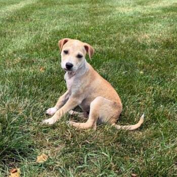 Peanut Butter -  Labrador Retriever Dog for Adoption in Sunderland, Maryland - Peanut Butter | PetCurious