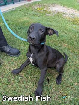 Swedish Fish -  Pit Bull Terrier Dog for Adoption in Rocky Mount, North Carolina - Swedish Fish | PetCurious