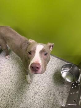 Velveteen -  Pit Bull Terrier and Mixed Breed Dog for Adoption in Kansas City, Missouri - Velveteen | PetCurious