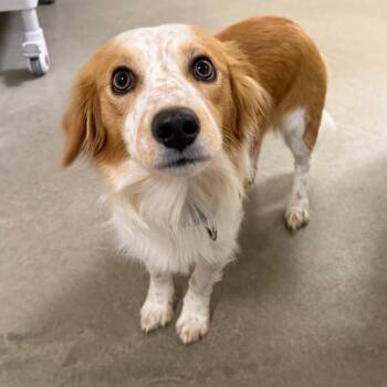 Bowie -  Cattle Dog and Mixed Breed Dog Available for Adoption in Cody, Wyoming - Bowie | PetCurious
