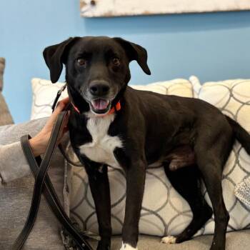 Mixed Breed Dogs Available for Adoption - Ace | PetCurious