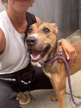 Concert -  Pit Bull Terrier Dog for Adoption in Chicago, Illinois - Concert | PetCurious