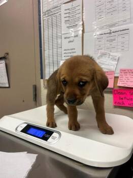 Redbone Coonhound and Rottweiler Dogs Available for Adoption in Conroe, Texas - A427293 | PetCurious