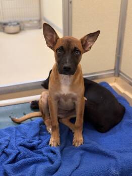 Cher -  Labrador Retriever Dog for Adoption in Pawleys Island, South Carolina - Cher | PetCurious