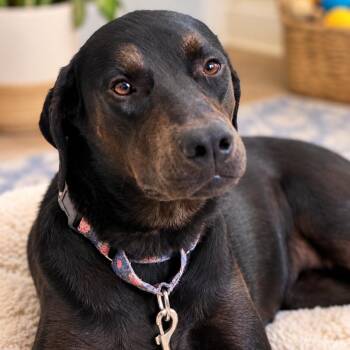 Panini -  Labrador Retriever and Doberman Pinscher Dog for Adoption in Fresno, California - Panini | PetCurious