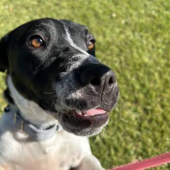 Rescue Pointer Dogs for Adoption in Pearland, Texas - Wanda | PetCurious