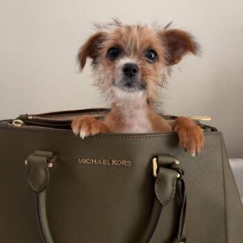 Chihuahua and Mixed Breed Dogs Available for Adoption in St. Peters, Missouri - Puddin | PetCurious