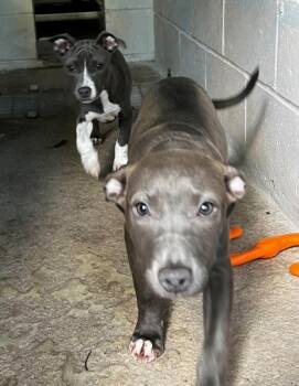 Rescue Pit Bull Terrier and Mixed Breed Dogs for Adoption in Morton Grove, Illinois - Brielle | PetCurious