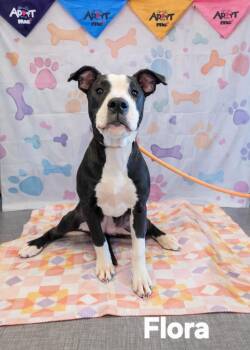 Pit Bull Terrier Dogs Available for Adoption - Flora Yrly 41 | PetCurious