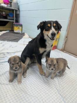 Australian Shepherd Dogs Available for Adoption - Luke | PetCurious