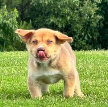 Puppernickel -  Labrador Retriever and Mixed Breed Dog for Adoption in Little Rock, Arkansas - Puppernickel | PetCurious