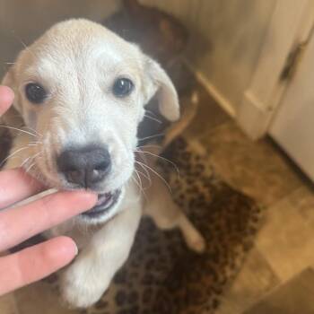 Fumble -  Great Pyrenees and Labrador Retriever Dog for Adoption in Eureka Springs, Arkansas - Fumble | PetCurious