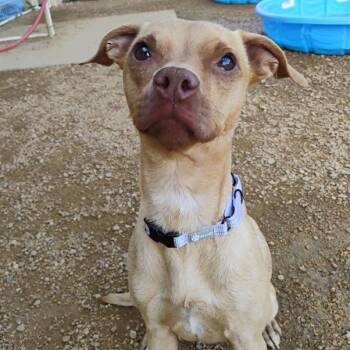 Katri -  Mixed Breed Dog for Adoption in Bentonville, Arkansas - Katri | PetCurious