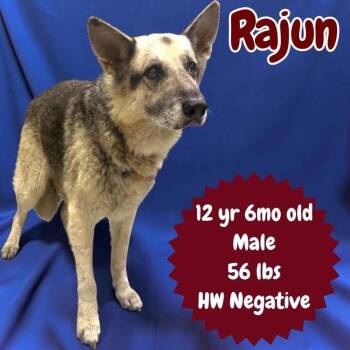 Rajun -  German Shepherd Dog Dog for Adoption in Ringwood, New Jersey - Rajun | PetCurious