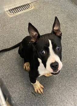 Rescue Mixed Breed Dogs for Adoption in Dallas, Texas - SNOOPY | PetCurious