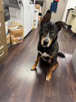 Australian Kelpie Dogs Available for Adoption in Willoughby, Ohio - [NEW] Bronx | PetCurious