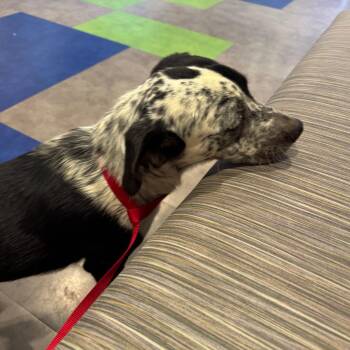 Journey -  Australian Cattle Dog Blue Heeler Dog for Adoption in Phoenix, Arizona - Journey | PetCurious