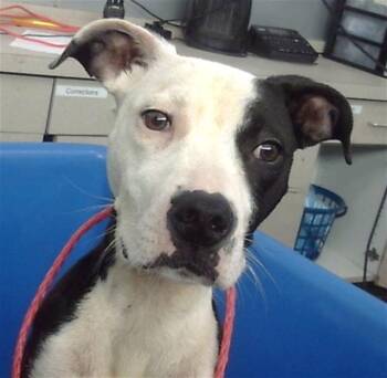 Rescue Mixed Breed Dogs for Adoption in Dallas, Texas - PRINCESS | PetCurious