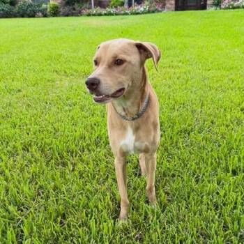 Lady -  Labrador Retriever and Mixed Breed Dog for Adoption in Montgomery, Texas - Lady | PetCurious