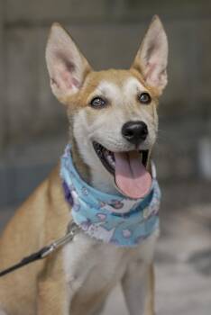 Kalea -  German Shepherd Dog and Yellow Labrador Retriever Dog for Adoption in Calgary, Alberta - Kalea | PetCurious