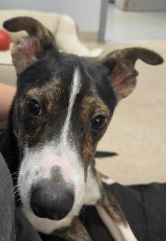 Orion -  Mixed Breed Dog for Adoption in Watertown, New York - Orion | PetCurious