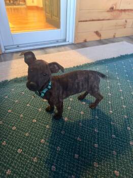 Dachshund Dogs Available for Adoption in New London, Wisconsin - Sister | PetCurious