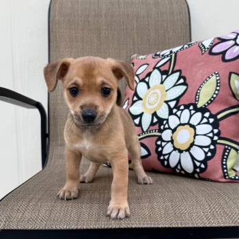 Chihuahua Dogs Available for Adoption in Cedar Park, Texas - Starfruit | PetCurious