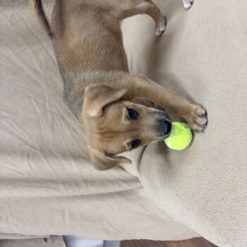 Liberty -  Hound Dog for Adoption in Perry, Georgia - Liberty | PetCurious