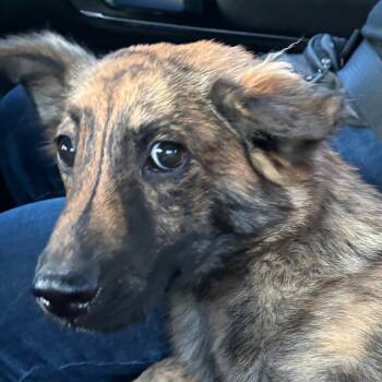 Rescue Shepherd and Mixed Breed Dogs for Adoption in Guaynabo, Guaynabo - Agueybana | PetCurious