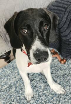 Doc -  Beagle Dog for Adoption in Livonia, Michigan - Doc | PetCurious