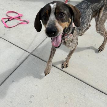 Hound Dogs Available for Adoption in Harrisonburg, Virginia - Olga | PetCurious