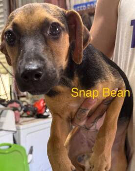Snap Bean -  Shepherd Dog for Adoption in Saint Francisville, Louisiana - Snap Bean | PetCurious