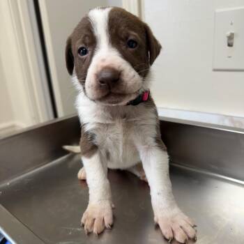 Labrador Retriever and Pointer Dogs Available for Adoption - Dixie | PetCurious
